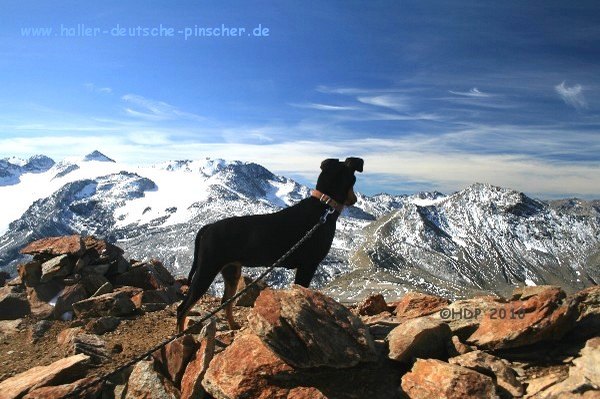 deutscher_pinscher_suedtirol_082.jpg