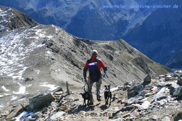 deutscher_pinscher_suedtirol_093.jpg