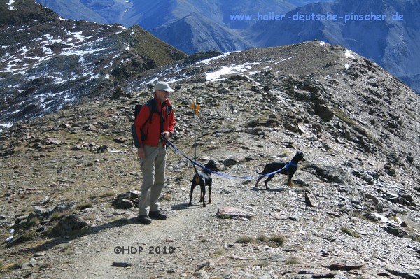 deutscher_pinscher_suedtirol_097.jpg