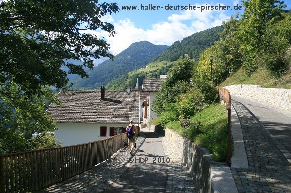 deutscher_pinscher_suedtirol_168.jpg