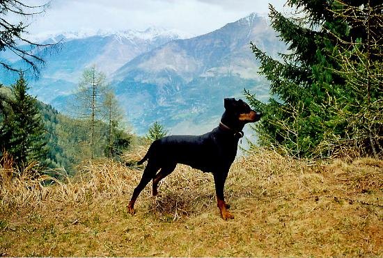 Deutscher Pinscher Dinka von der Hasenburg