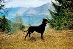 alto_adige.jpg