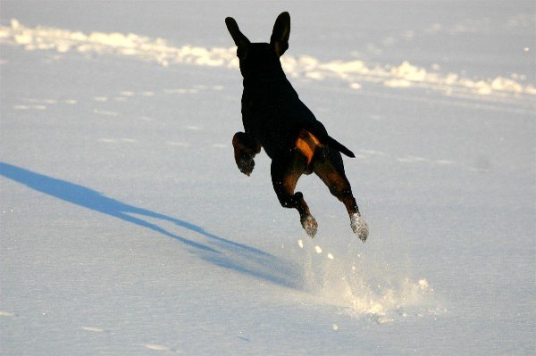 deutscher_pinscher_haller_aaron_1.jpg