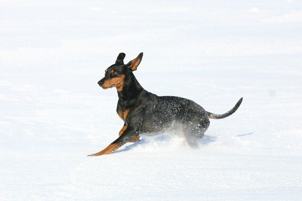 deutscher_pinscher_haller_aaron_3.jpg