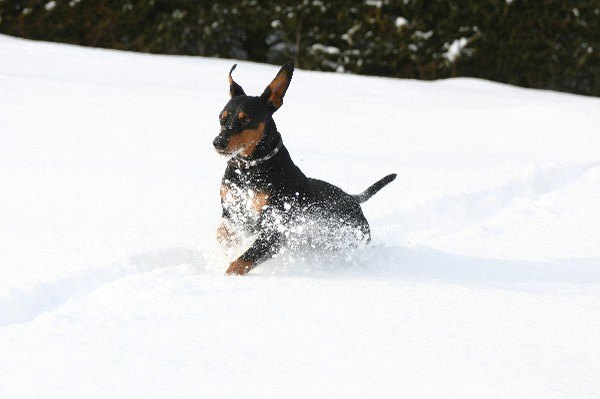 deutscher_pinscher_haller_aaron_5.jpg