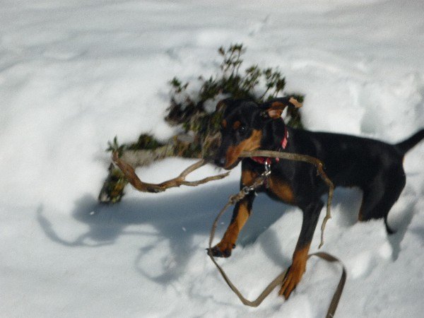 haller_caja_im_suedtiroler_schnee.jpg