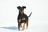 deutscher_pinscher_haller_aaron_4.jpg