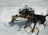 haller_caja_im_suedtiroler_schnee.jpg