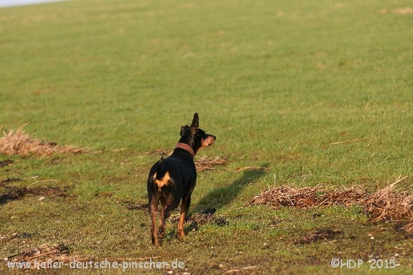 sylt-o_archsum_(25)_1-1.jpg