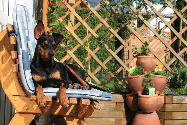 Deutscher Pinscher_Deutsche Pinscher_Haller Deutsche Pinscher