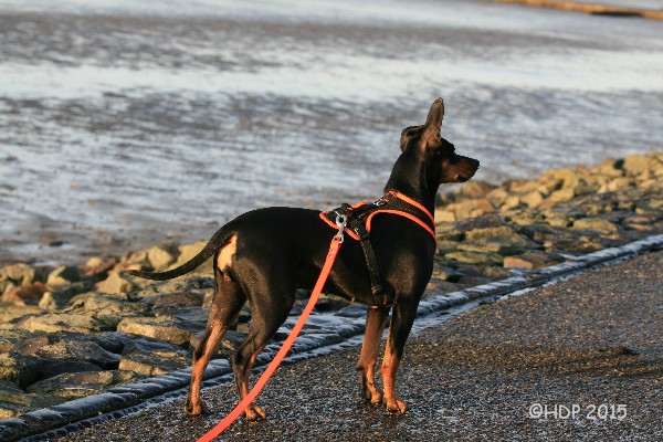 PSK / VDH Deutscher Pinscher Abby Ophelia_Haller Deutsche Pinscher_Deutscher Pinscher PSK_VDH