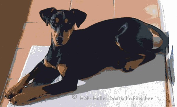 PSK / VDH Deutscher Pinscher_Deutsche Pinscher_Haller Deutsche Pinscher