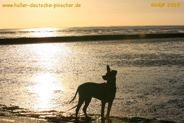 PSK / VDH Haller Deutsche Pinscher_VDH / PSK_Sonnenaufgang auf Sylt