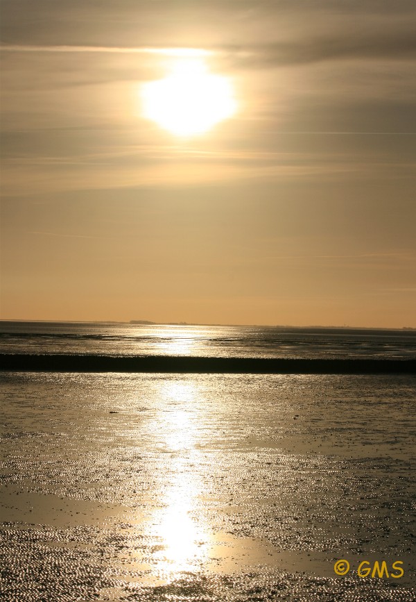 Haller Deutsche Pinscher_Sonnenaufgang auf Sylt