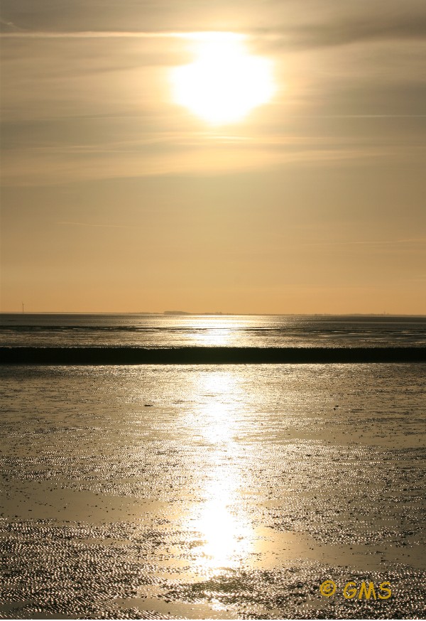 Haller Deutsche Pinscher_Sonnenaufgang auf Sylt