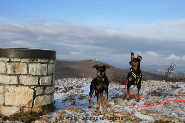 Haller Deutsche Pinscher