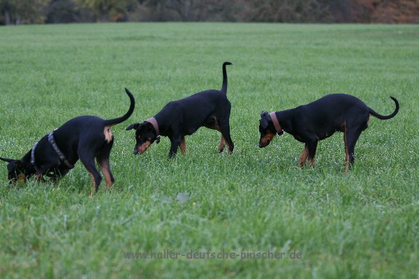 Deutscher Pinscher_Deutsche Pinscher_Haller Deutsche Pinscher