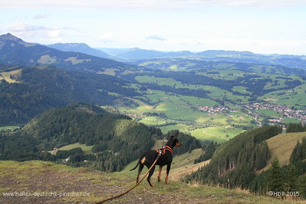 Deutscher Pinscher_Deutsche Pinscher Huendin Abby_Haller Deutsche Pinscher