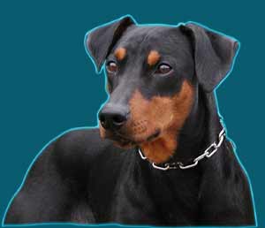 PSK / VDH / FCI Deutscher Pinscher Rüde Xitamix Kaxe_Haller Deutsche Pinscher