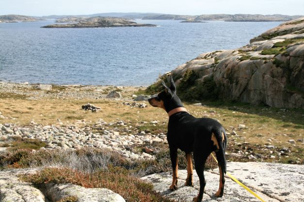 PSK VDH FCI Deutscher Pinscher Abby Ophelia Haller Deutsche Pinscher FCI VDH PSK Schweden Schwedische Schären Naturreservat Tjurpannan