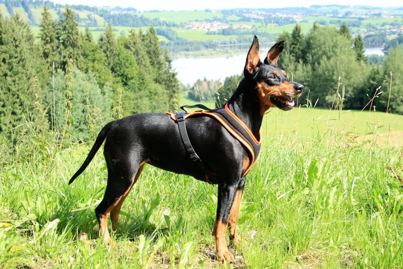 FCI VDH PSK Deutscher Pinscher Abby Ophelia Haller Deutsche Pinscher PSK VDH FCI