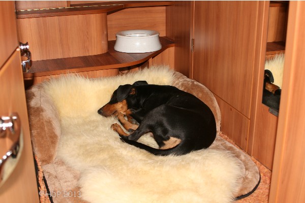 Deutscher Pinscher_Haller Deutsche Pinscher_Abby Ophelia