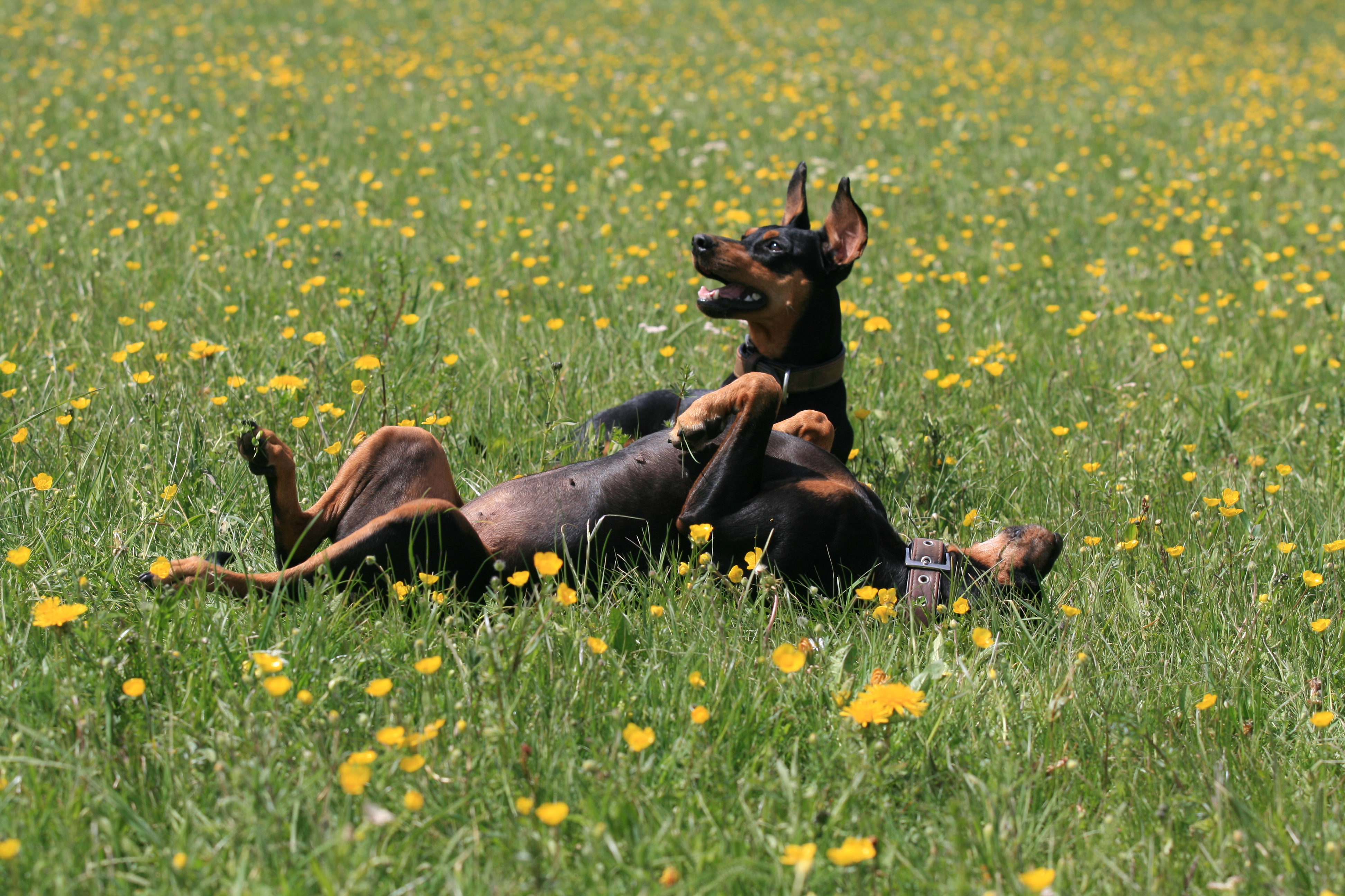 Haller Deutsche Pinscher PSK VDH FCI_Deutscher Pinscher Haller Deutsche Pinscher