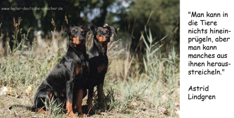 PSK VDH FCI Deutscher Pinscher_Haller Deutsche Pinscher PSK VDH FCI_Deutscher Pinscher Dinka von der Hasenburg_Deutscher Pinscher Duffyco's Ophelia_Deutscher Pinscher Abby Ophelia PSK VDH FCI