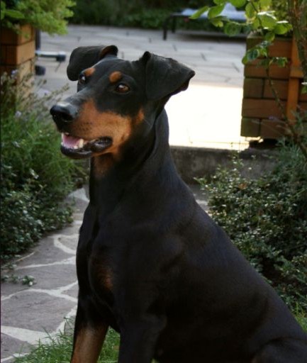 Deutscher Pinscher Dinka von der Hasenburg - Haller Deutsche Pinscher