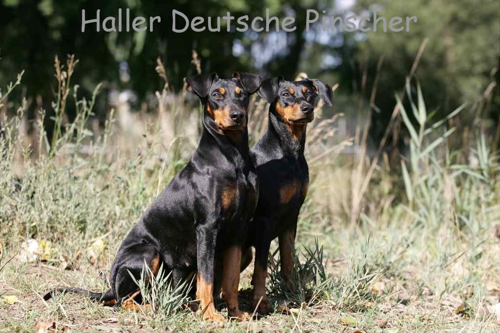Deutscher Pinscher: Wissenswertes rund um den Deutschen Pinscher und unseren Nachwuchs ..