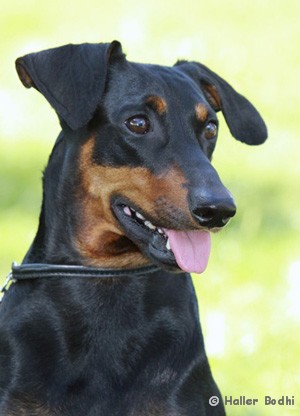 Deutscher Pinscher Rüde Haller Bodhi Deckrüde Zuchtrüde