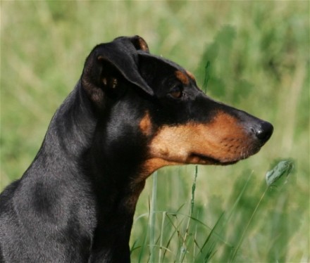 Deutscher Pinscher_Haller Deutsche Pinscher_Deutsche Pinscher Hündin Dinka