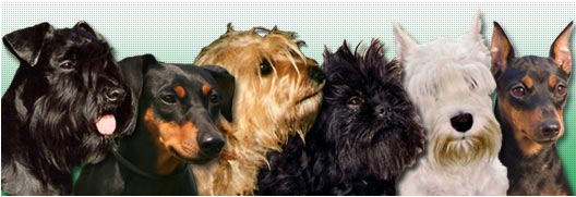 PSK VDH FCI KZS KLSPS Schnauzer Pinscher Klub Sovenia Deutscher Pinscher Haller Deutsche Pinscher