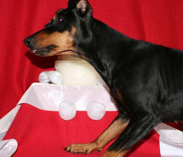 Haller Deutsche Pinscher