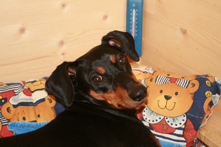 Haller Deutsche Pinscher Welpen