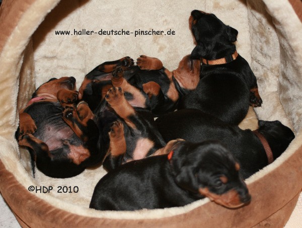 Haller Deutsche Pinscher Welpen