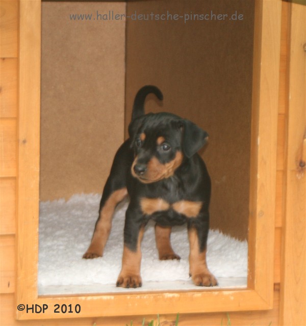 Haller Deutsche Pinscher Welpen: knochenstark, selbstbewußt, fröhlich