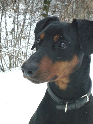 Deutscher Pinscher Haller Basil