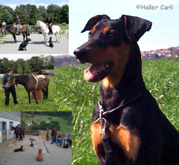 deutscher_pinscher_haller_carli_reitbegleithund.jpg