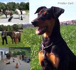 deutscher_pinscher_haller_carli_reitbegleithund.jpg