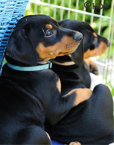 haller_deutsche_pinscher_welpen_cliff_und_carli.jpg