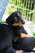 haller_deutsche_pinscher_welpen_carli.jpg