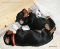 2_haller_deutsche_pinscher_bruederchen_und_schwesterchen.jpg