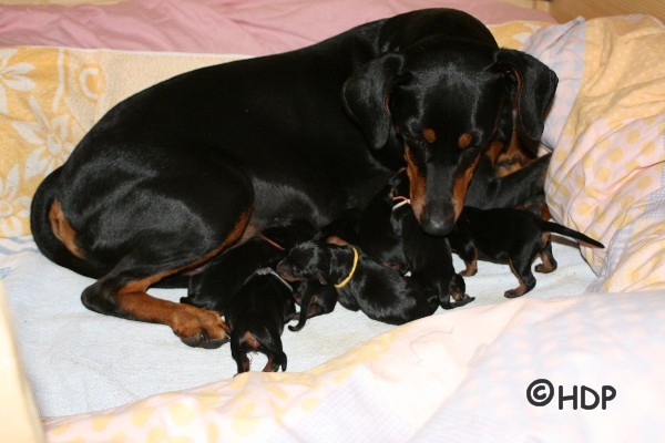 Haller Deutsche Pinscher