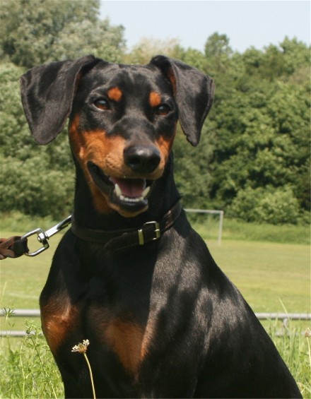 Deutscher Pinscher Haller Aaron