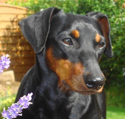 Deutscher Pinscher Haller Barnabas