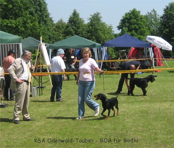 Deutscher Pinscher Haller Bodhi - BOB