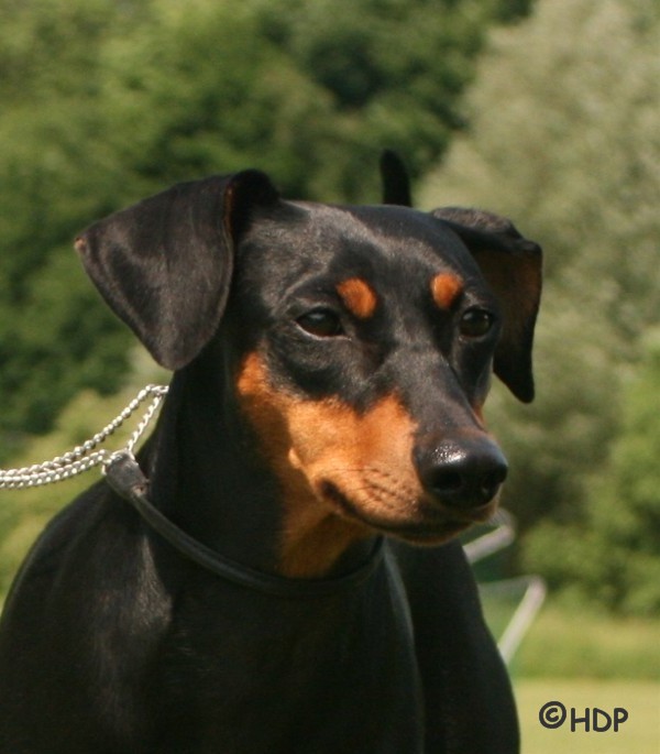 Deutscher Pinscher Ophelia - Haller Deutsche Pinscher