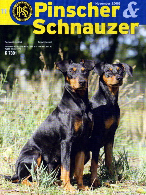 Deutscher Pinscher - Haller Deutsche Pinscher