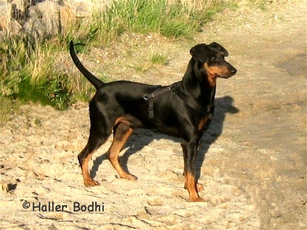 Deutscher Pinscher Rüde - Haller Bodhi - Internationaler Champion, Deutscher Champion (VDH / PSK), Ungarischer Champion, Klubsieger, Klubjugendsieger